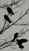 SX00514 Silhouet of four birds (Rooks - Corvus frugilegus) in tree.jpg